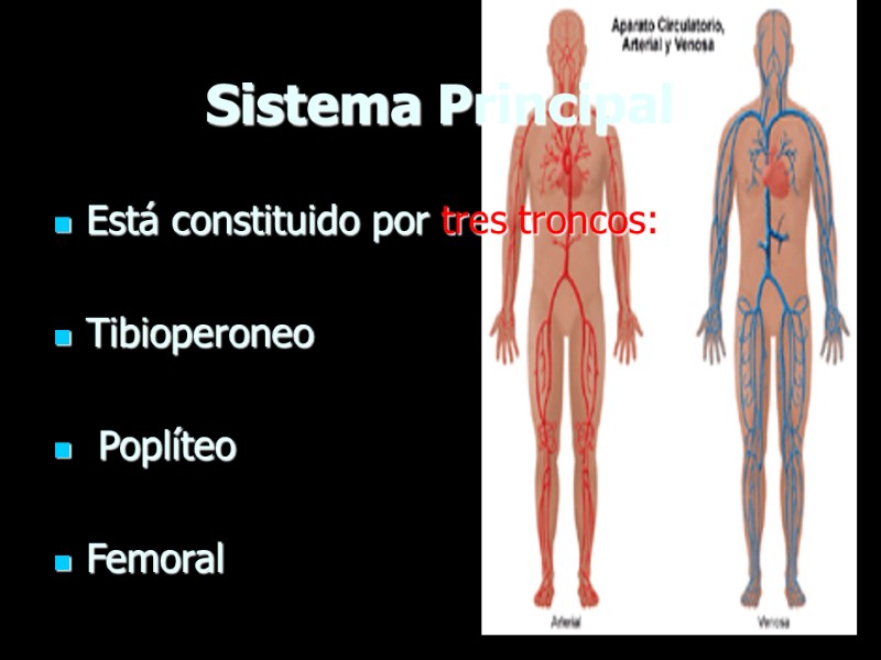 Sistema Principal Está constituido por tres troncos:  Tibioperoneo   Poplíteo  Femoral
